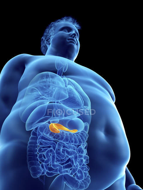 Illustration der Silhouette eines fettleibigen Mannes mit sichtbarer Bauchspeicheldrüse. — Stockfoto