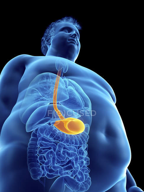 Illustration de la silhouette d'un homme obèse à l'estomac visible . — Photo de stock