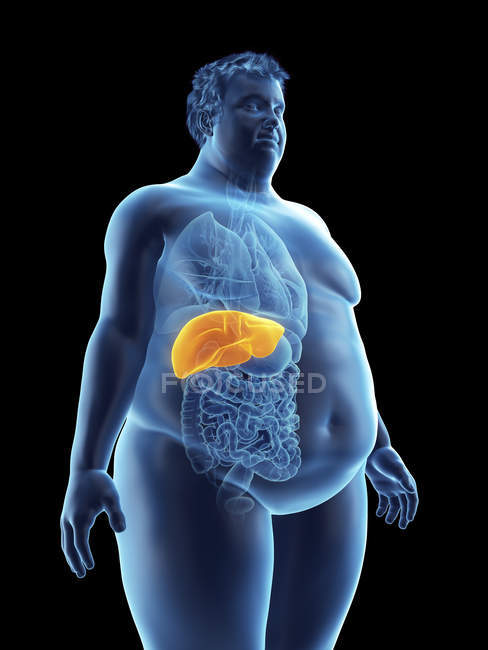 Illustrazione della silhouette dell'uomo obeso con fegato visibile . — Foto stock