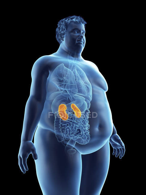 Ilustración de la silueta del hombre obeso con riñones visibles
. - foto de stock