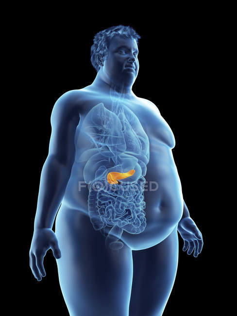 Illustrazione della silhouette dell'uomo obeso con pancreas visibile
. — Foto stock
