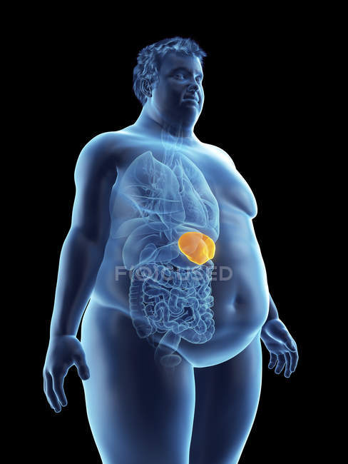 Illustration de la silhouette d'un homme obèse à la rate visible . — Photo de stock
