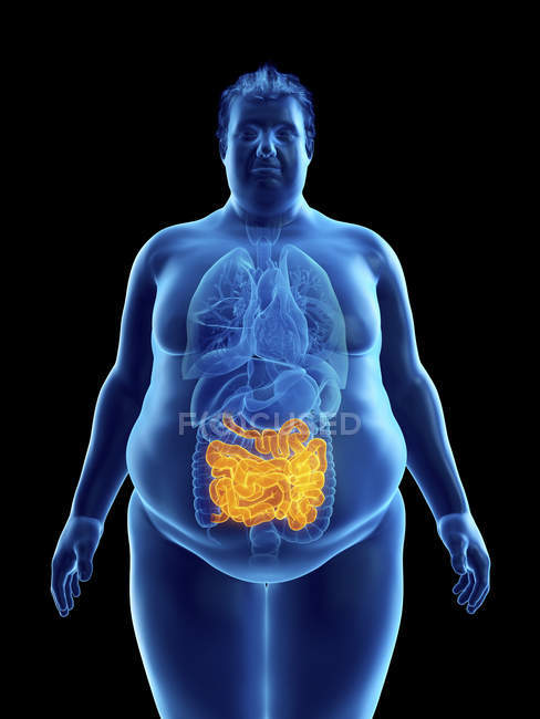 Ilustración de la silueta del hombre obeso con intestino visible
. - foto de stock