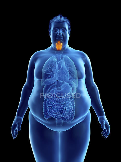 Illustration de la silhouette d'un homme obèse au larynx visible . — Photo de stock