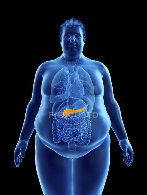Ilustración de la silueta del hombre obeso con páncreas visible
. - foto de stock
