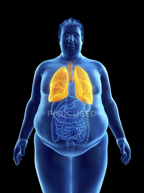 Ilustración de la silueta del hombre obeso con pulmones visibles
. - foto de stock