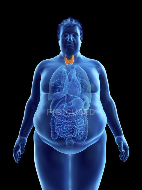 Ilustración de la silueta del hombre obeso con glándula tiroides visible . - foto de stock