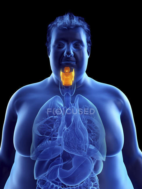 Ilustración de la silueta del hombre obeso con laringe visible
. - foto de stock
