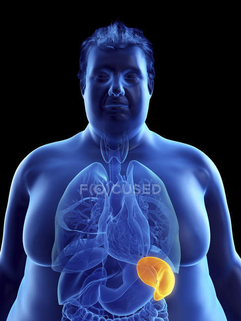 Illustrazione della silhouette dell'uomo obeso con milza visibile . — Foto stock