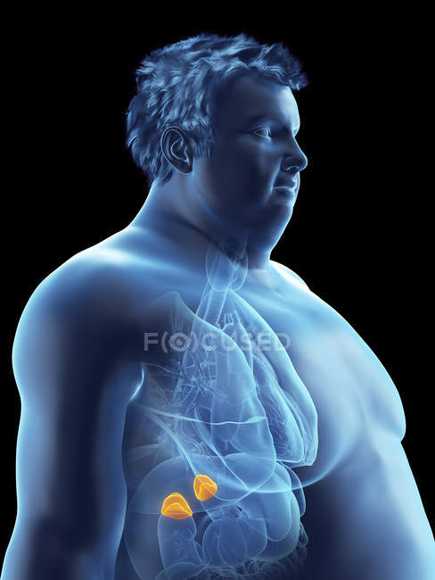 Illustrazione della silhouette dell'uomo obeso con ghiandole surrenali visibili . — Foto stock