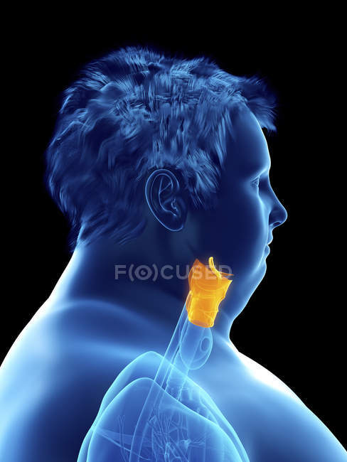 Illustrazione della silhouette dell'uomo obeso con laringe visibile . — Foto stock