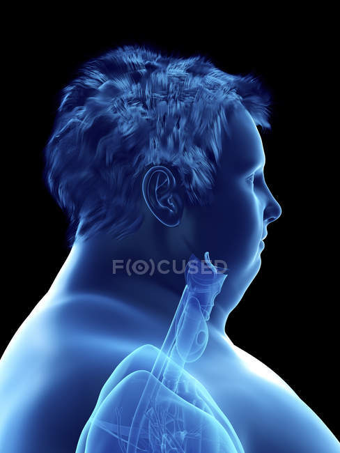 Ilustración de silueta del hombre obeso con anatomía visible de la garganta . - foto de stock
