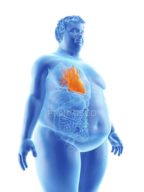 Ilustración de la silueta del hombre obeso con corazón visible
. - foto de stock