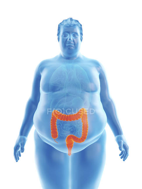 Ilustración de la silueta del hombre obeso con colon visible . - foto de stock