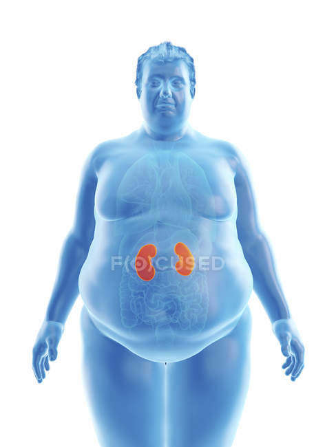 Ilustración de la silueta del hombre obeso con riñones visibles . - foto de stock