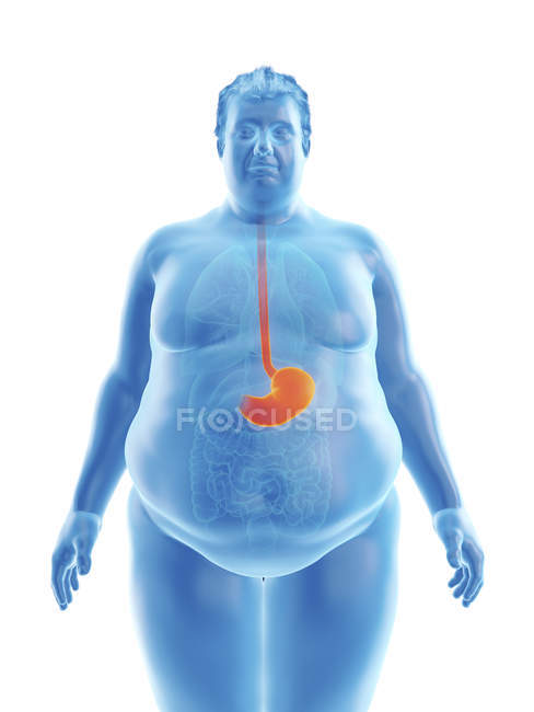 Иллюстрация силуэта толстяка с видимым желудком . — стоковое фото