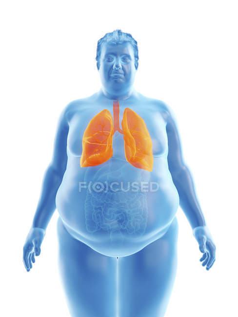 Ilustración de la silueta del hombre obeso con pulmones visibles
. - foto de stock