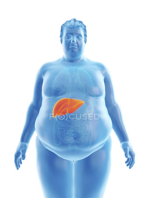 Ilustração da silhueta do homem obeso com fígado visível . — Fotografia de Stock