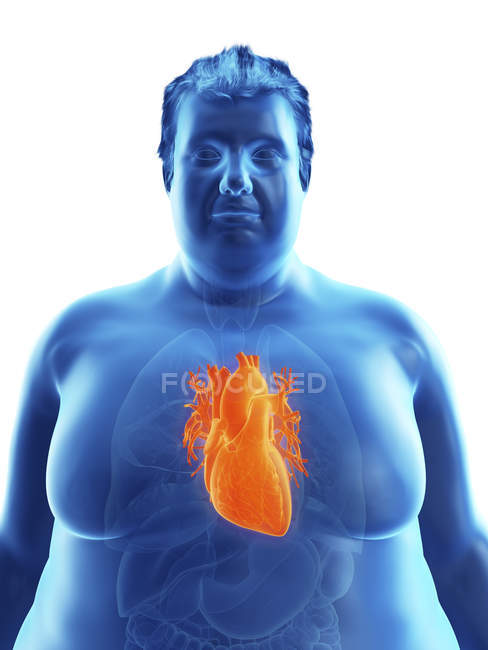 Иллюстрация силуэта толстяка с видимым сердцем . — стоковое фото