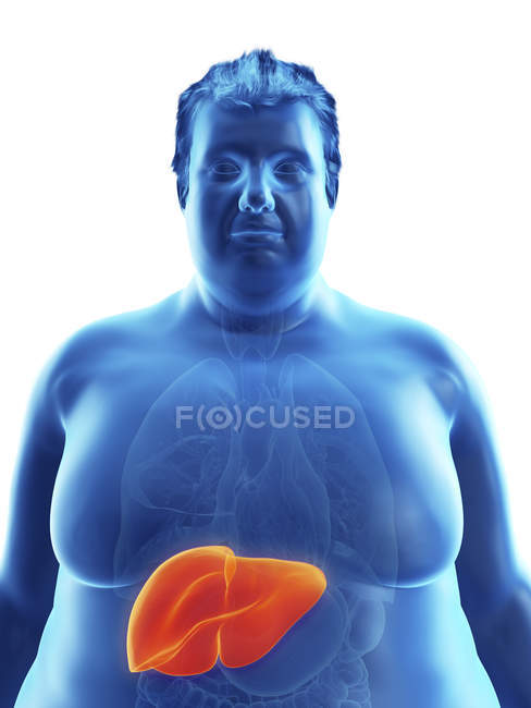 Ілюстрація силуету ожиріння людини з видимою печінкою . — стокове фото