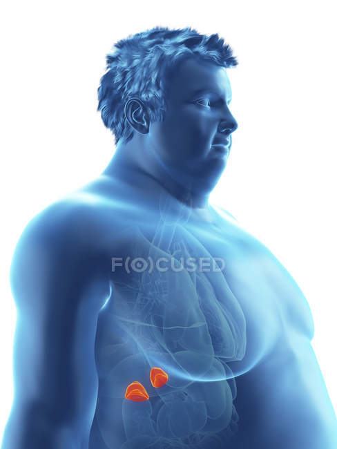 Ilustración de la silueta del hombre obeso con glándulas suprarrenales visibles . - foto de stock