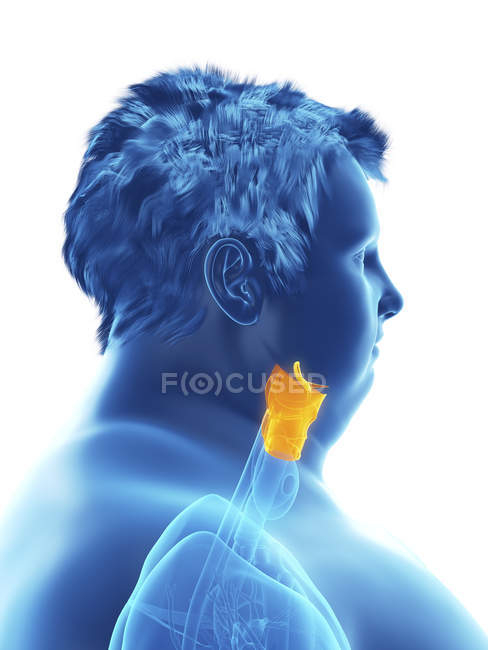 Ilustração da silhueta do homem obeso com laringe visível . — Fotografia de Stock
