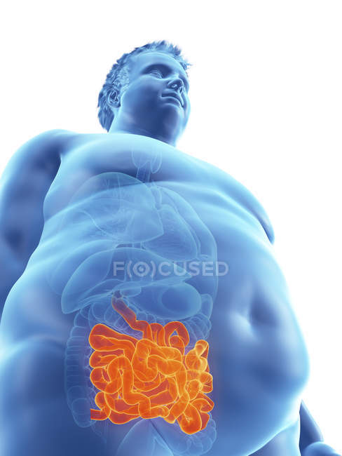 Ilustración de la silueta del hombre obeso con intestino visible . - foto de stock