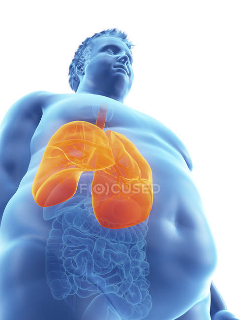 Ілюстрація силует ожирінням людина з видимими легені. — стокове фото