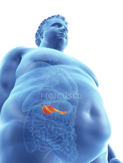 Ilustración de la silueta del hombre obeso con páncreas visible . - foto de stock