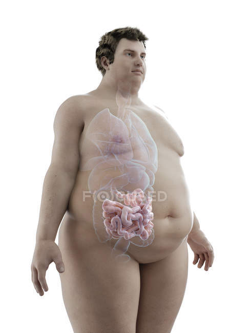 Ilustración de la figura del hombre obeso con intestino visible
. - foto de stock
