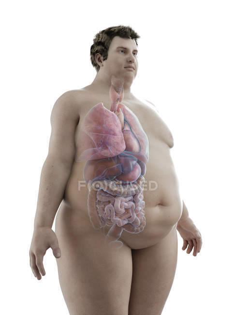 Ilustración de la figura del hombre obeso con órganos visibles
. - foto de stock
