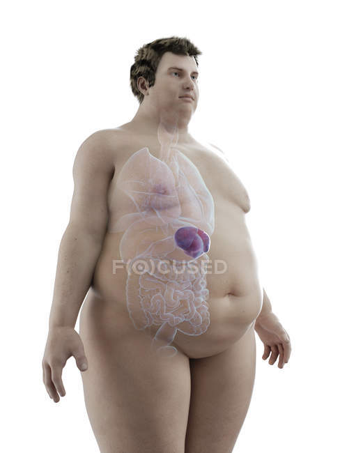 Illustrazione della figura dell'uomo obeso con milza visibile . — Foto stock