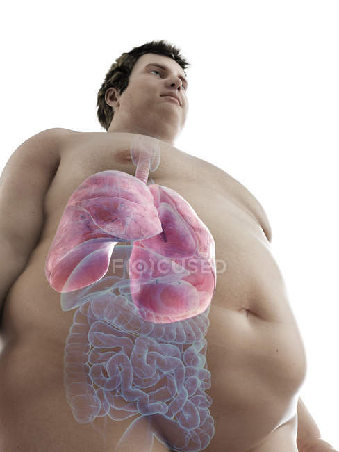 Ilustración de la figura del hombre obeso con pulmones visibles
. - foto de stock