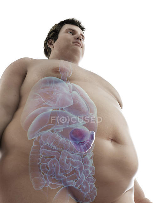 Ilustración de la figura del hombre obeso con bazo visible . - foto de stock