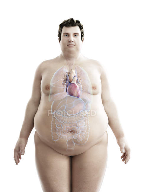 Ilustración de la figura del hombre obeso con el corazón visible . - foto de stock