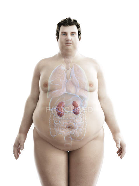 Ilustración de la figura del hombre obeso con riñones visibles . - foto de stock