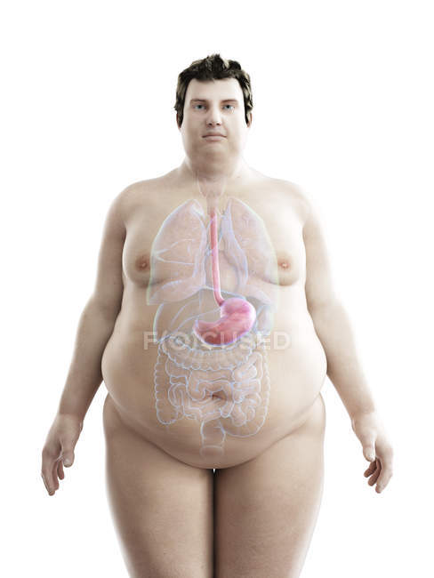 Ілюстрація фігури ожиріння людини з видимим шлунком . — стокове фото