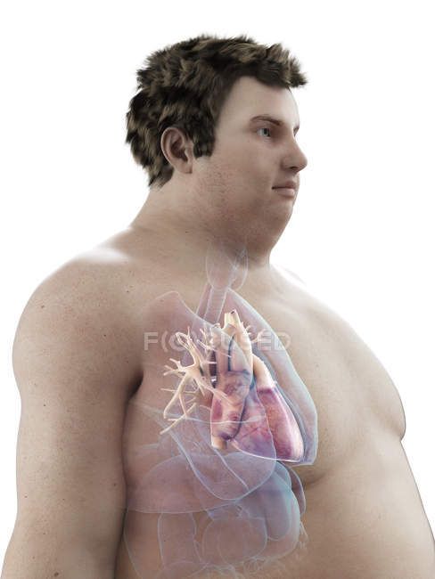 Ilustración de la figura del hombre obeso con el corazón visible . - foto de stock