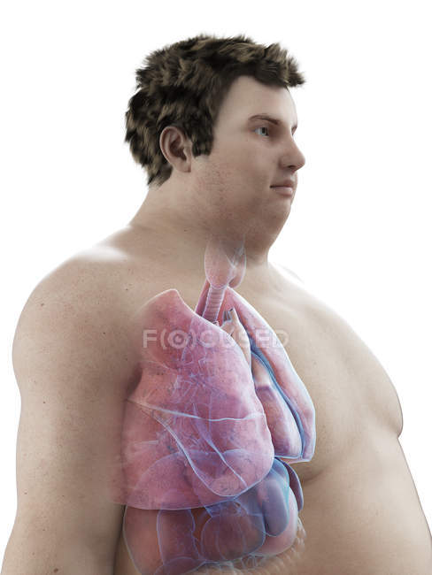 Ilustração da figura do homem obeso com órgãos visíveis . — Fotografia de Stock