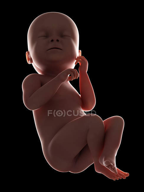 Illustration of human fetus at week 38 on black background. — Stock Photo