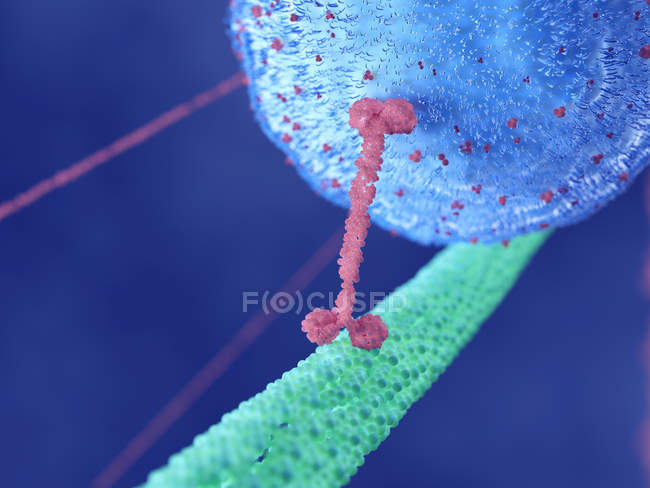 Illustration of motor protein cellular structure. — Stock Photo