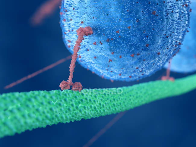 Ilustración de la estructura celular de proteínas motoras . - foto de stock