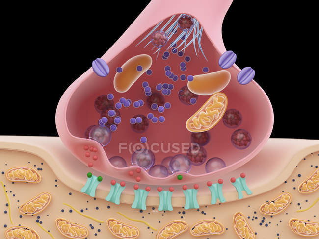 Illustration of synapse structure in cross section. — Stock Photo