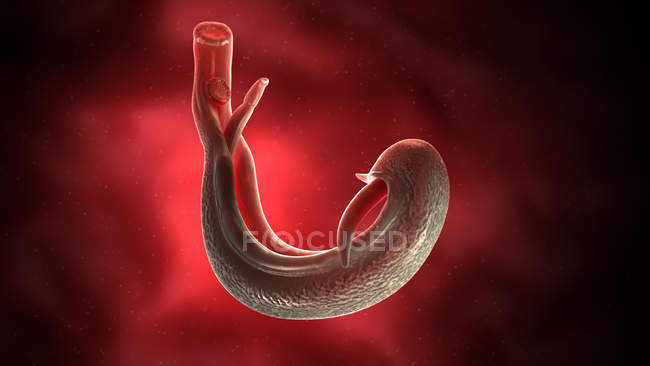 Illustration of schistosoma blood fluke flatworm. — Stock Photo