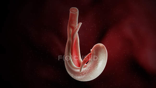Ilustración de esquistosoma flujo sanguíneo gusano plano . - foto de stock