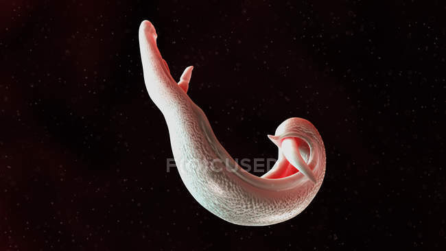 Illustration du ver plat schistosoma sur fond noir . — Photo de stock