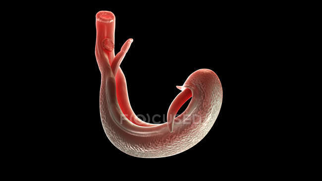 Ilustración de esquistosoma flujo sanguíneo gusano plano sobre fondo negro . - foto de stock
