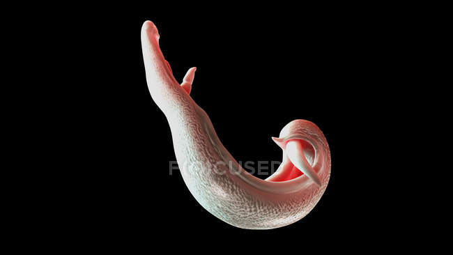 Ilustração do verme achatado do sangue do schistosoma no fundo preto . — Fotografia de Stock