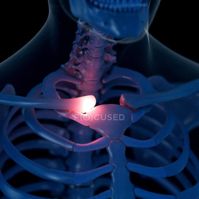 Digitale Illustration des schmerzhaften Schlüsselbeins im menschlichen Skelett. — Stockfoto
