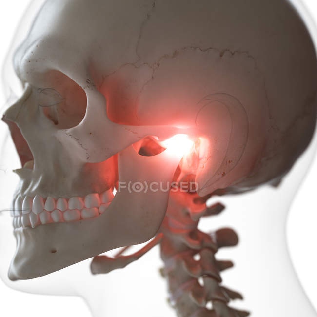 Ilustración digital de la articulación temporomandibular dolorosa en el esqueleto humano . - foto de stock